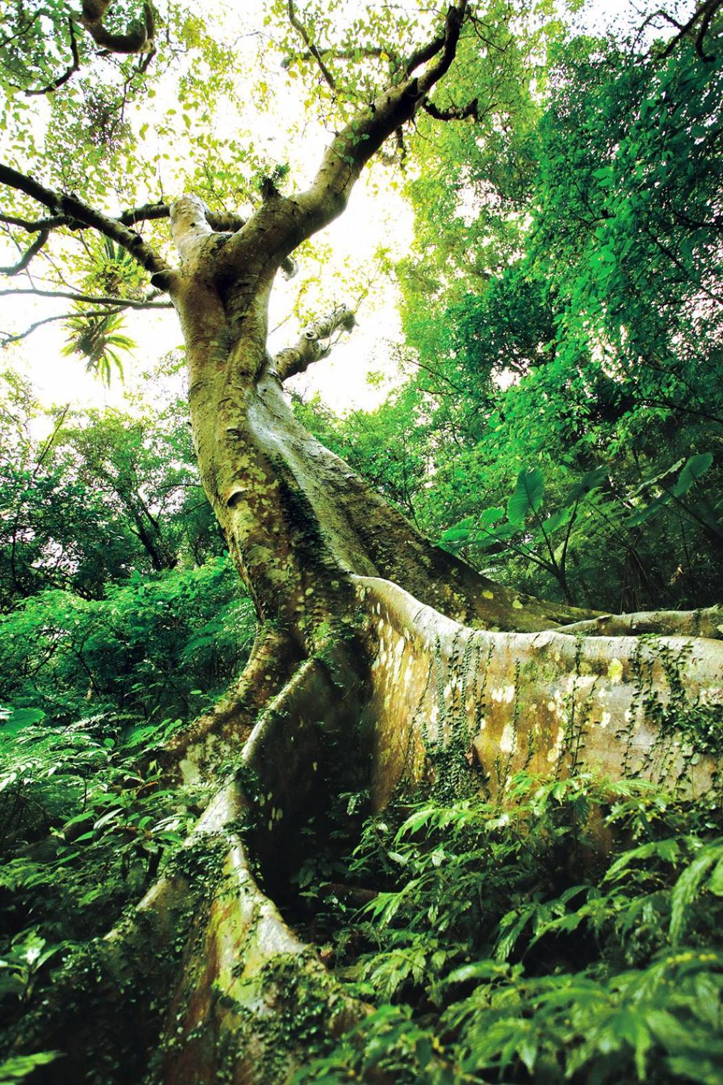 Great Roots Forestry Spa Resort Санься Экстерьер фото